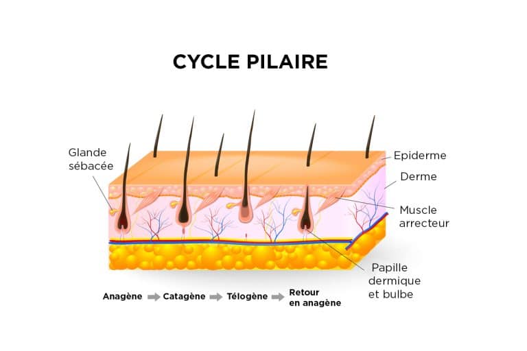 image du cycle pilaire